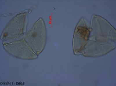 ISEM 1/Hymenophyllum_lobatoalatum_80401/Hymenophyllum_lobatoalatum_80401_0001(copy)_thumb.jpg